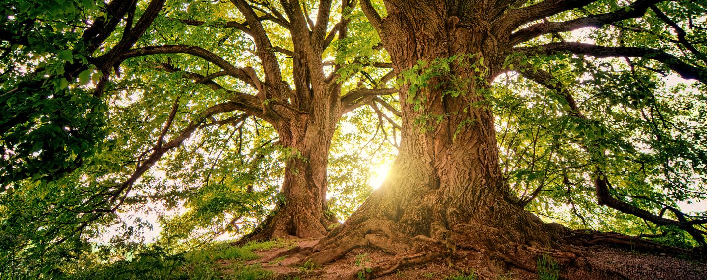 Zwei große Bäume im Wald durch die das Licht durchscheint